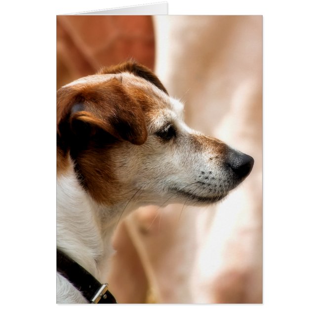 CARTE DE CHIEN JACK RUSSELL TERRIER (Devant)