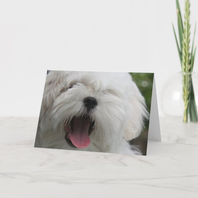 Carte de chien maltais (Devant)