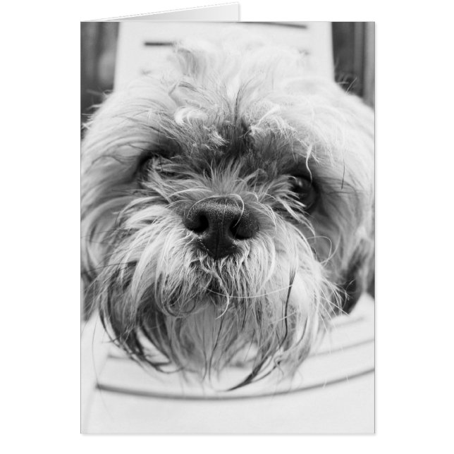 Carte de chienchien (Devant)