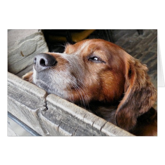 CARTE DE CHIENS (Devant horizontal)