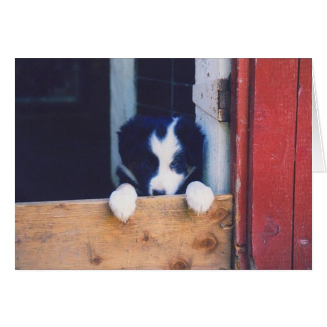 Carte de chiot de border collie (Devant Horizontal)