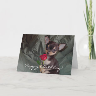 Carte de chiot de chiwawa de joyeux anniversaire