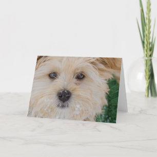 Carte de chiot de Milou Havanese