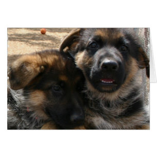 Carte de chiots de berger