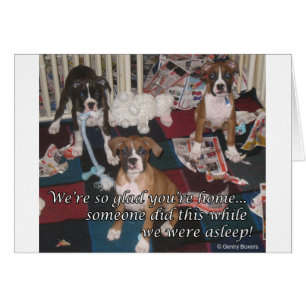 Carte de chiots de boxer incorrecte
