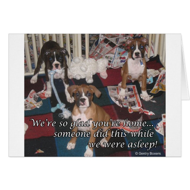 Carte de chiots de boxer incorrecte (Devant horizontal)