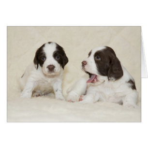 Carte de chiots fatigués