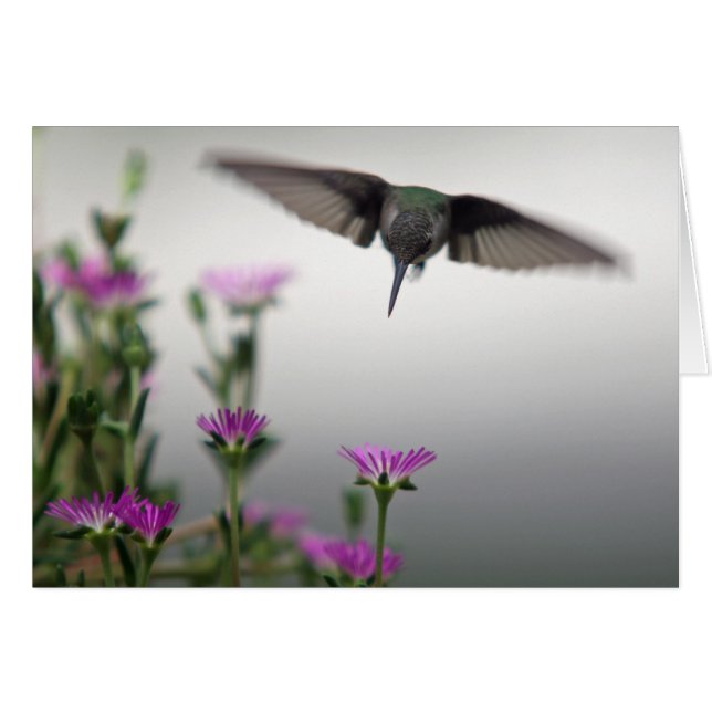 Carte de colibri distincte (Devant horizontal)