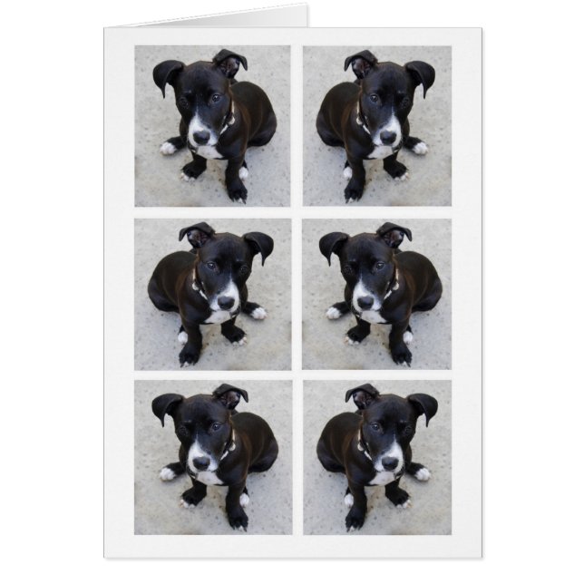 Carte de collage de chiot de Loki (Devant)
