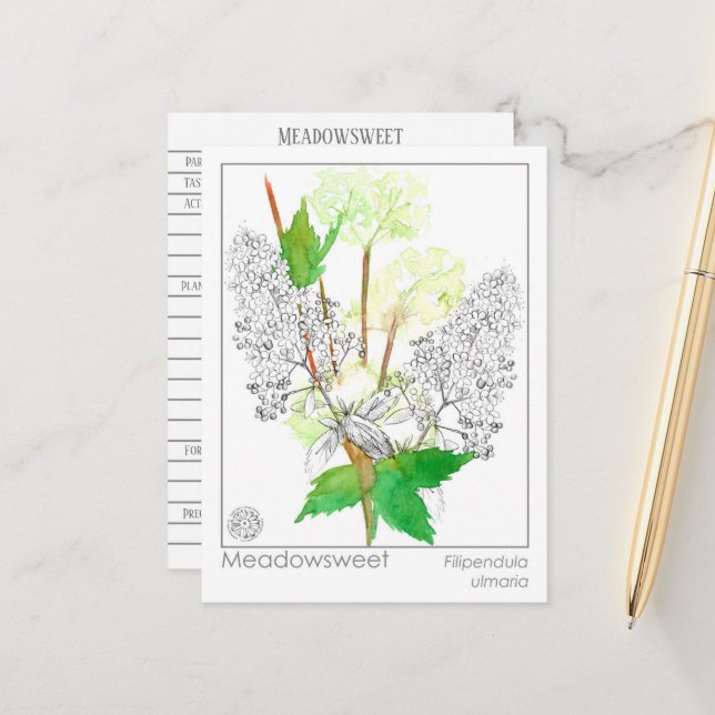 Carte de connaissances Meadowsweet Herb Materia Me (Devant/Arrière en situation)