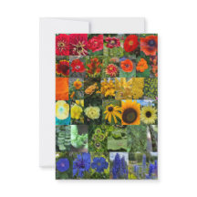 Arc-en-ciel de Fleurs 