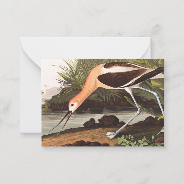 Carte De Correspondance Avocet américain par John James Audubon (Devant)
