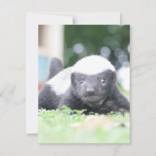 Carte De Correspondance Bébé blaireau au miel sur l'herbe verte photo