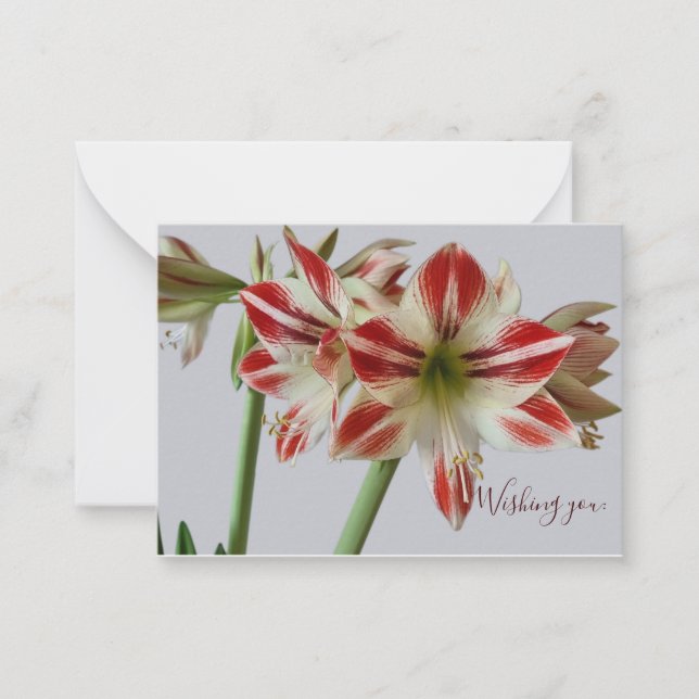Carte De Correspondance Belle Amaryllis fleur & crème texte anniversaire (Devant)