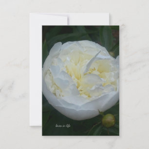 Carte De Correspondance Belle Peony Blanc