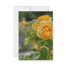 Belle Rose Jaune