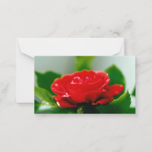 Carte De Correspondance Belle Rose Rouge Matin Dew Drops
