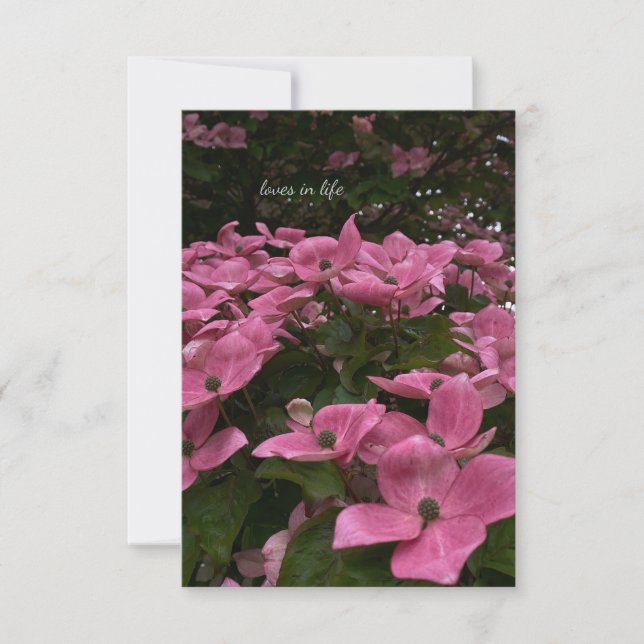 Carte De Correspondance Belles Fleurs de Dogwood Rose (Devant)