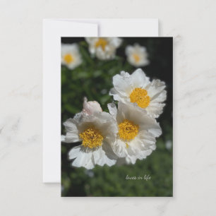 Carte De Correspondance Belles pivoines blanches