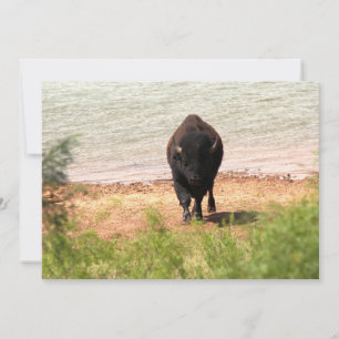 Carte De Correspondance Bison à l'eau