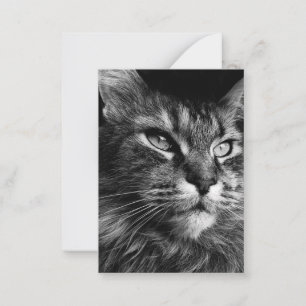 Carte De Correspondance Chat à cochon principal 3,5 x 2,5