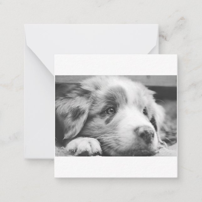 Carte De Correspondance chiot australien (Devant)
