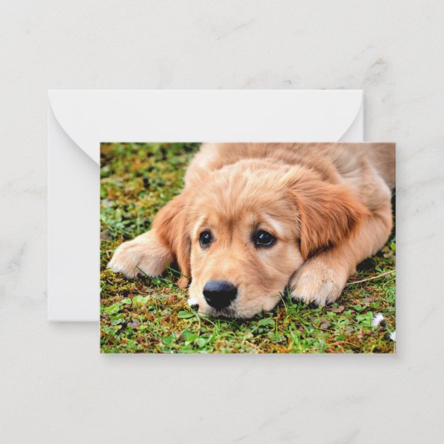Carte De Correspondance Chiot Golden Retriever (Devant)