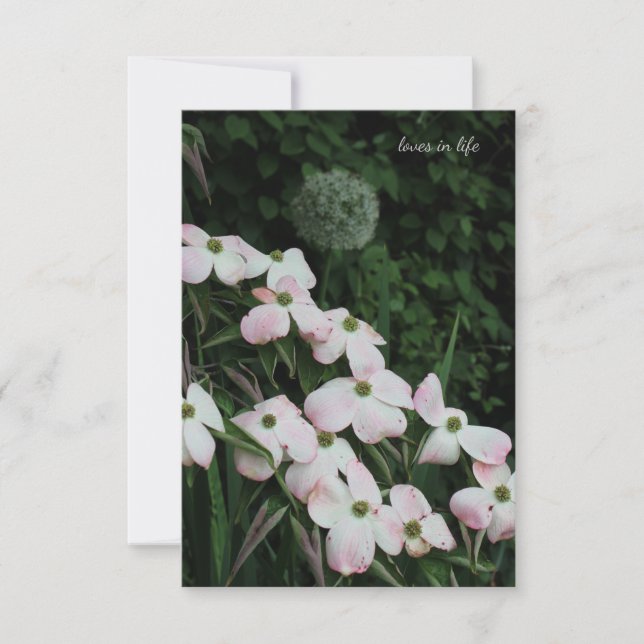 Carte De Correspondance Dogwood & Allium (Devant)