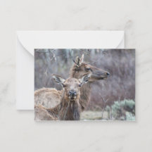 Elk neigeux