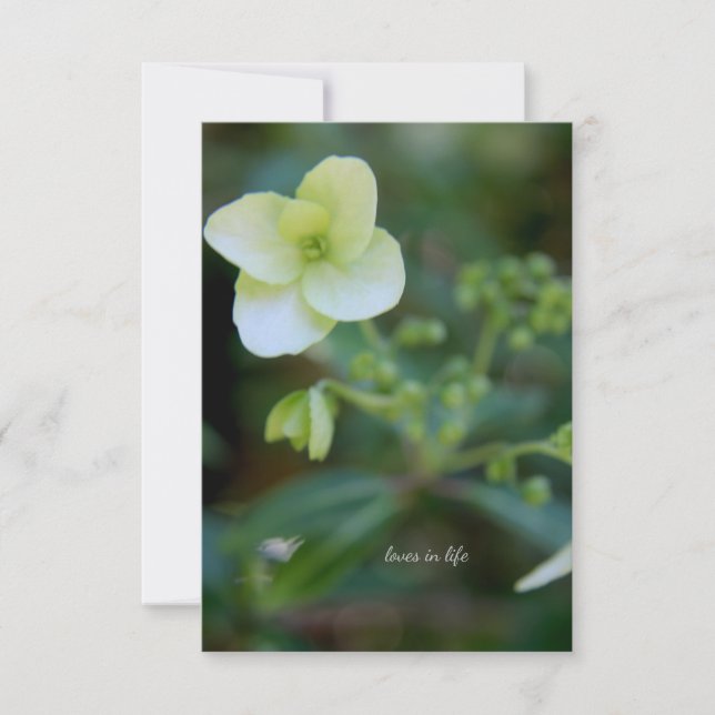Carte De Correspondance Fleur blanche bébé (Devant)