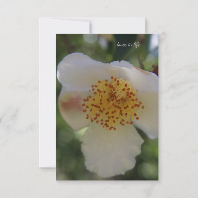 Carte De Correspondance Fleur blanche, gros plan (Devant)