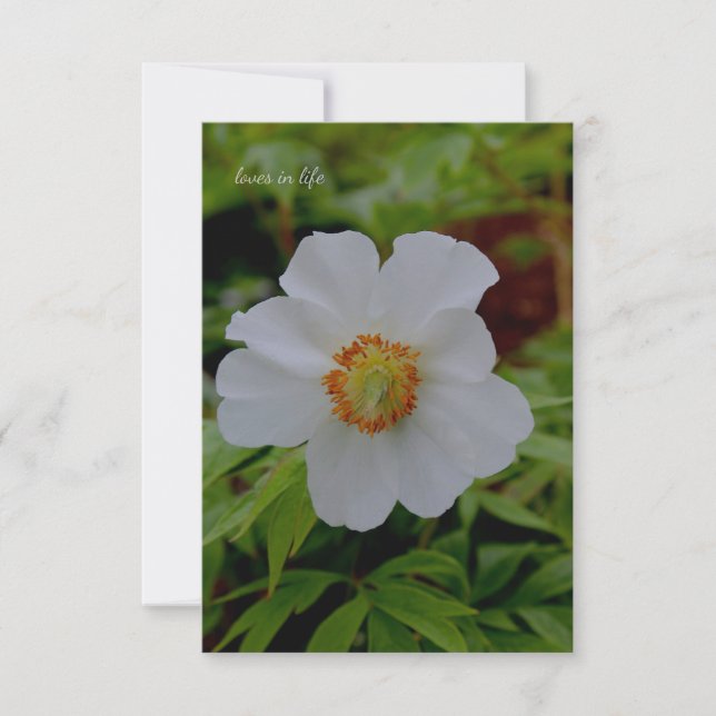 Carte De Correspondance Fleur de tourbe blanche simple (Devant)