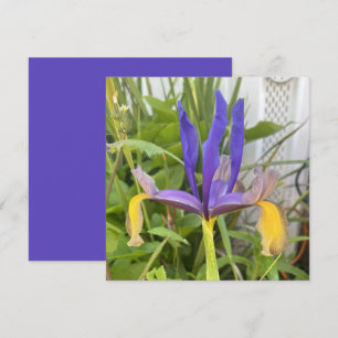 Carte De Correspondance Fleur d'Iris violet extérieur Jardin Nature Photo