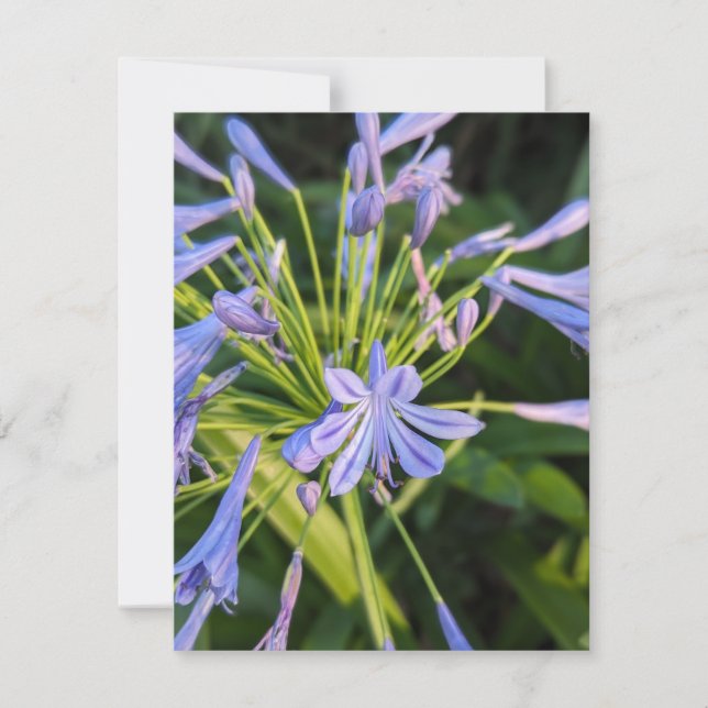 Carte De Correspondance Fleur sauvage (Devant)