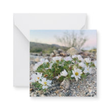 Fleurs du désert