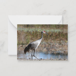 Carte De Correspondance Graine de Sandhill