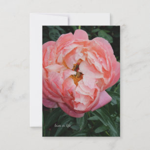 Carte De Correspondance Gros Gras Pink Peony
