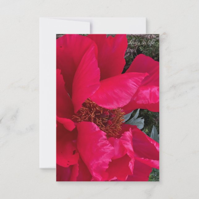 Carte De Correspondance Gros Gras Red Peony (Devant)