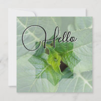 Hello naissance souhaiter bienvenue saluer vert
