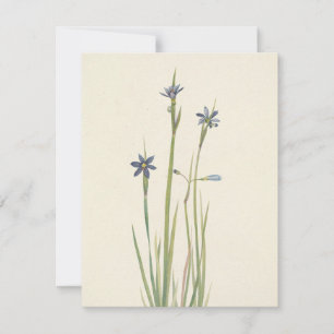 Carte De Correspondance Herbes bleues par Mary Vaux Walcott