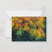 Impressions d'automne de l'érable japonais