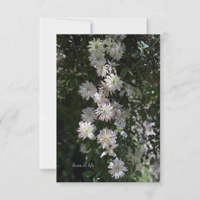 Carte De Correspondance Inhabituel tandis que Clematis (Devant)
