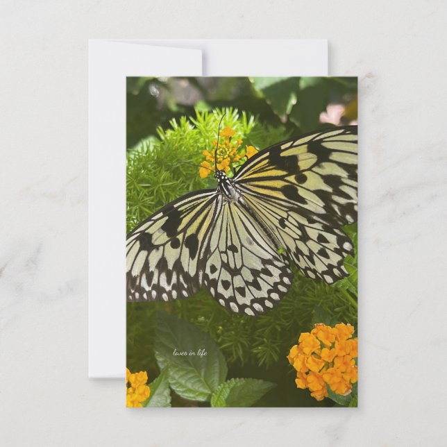 Carte De Correspondance Joli Papillon noir et blanc (Devant)