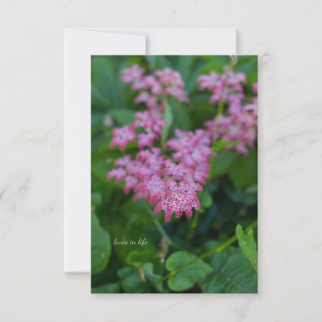 Carte De Correspondance Jolie Fleur De Jardin Rose (Devant)