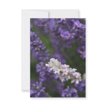 Lavande blanche et violette