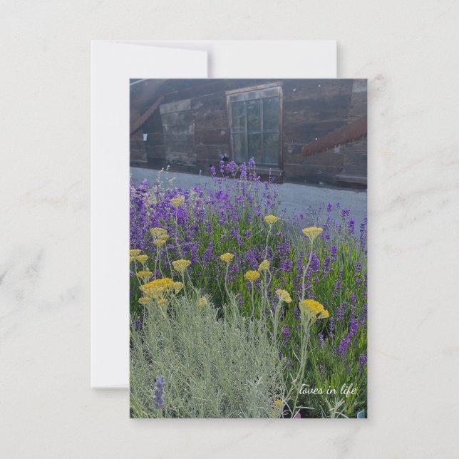 Carte De Correspondance Lavande et Santolina Plantes (Devant)