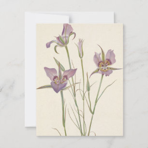 Carte De Correspondance Mariposa Sagebrush par Mary Vaux Walcott