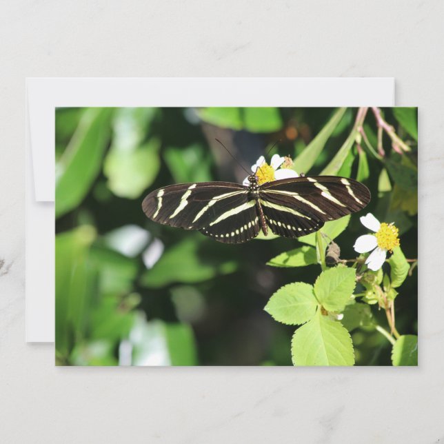 Carte De Correspondance Papillon à aile longue Zebra (Devant)