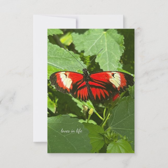 Carte De Correspondance Papillon orange et blanc (Devant)
