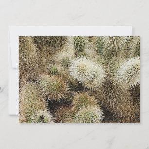 Carte De Correspondance Photo Cholla Cactus